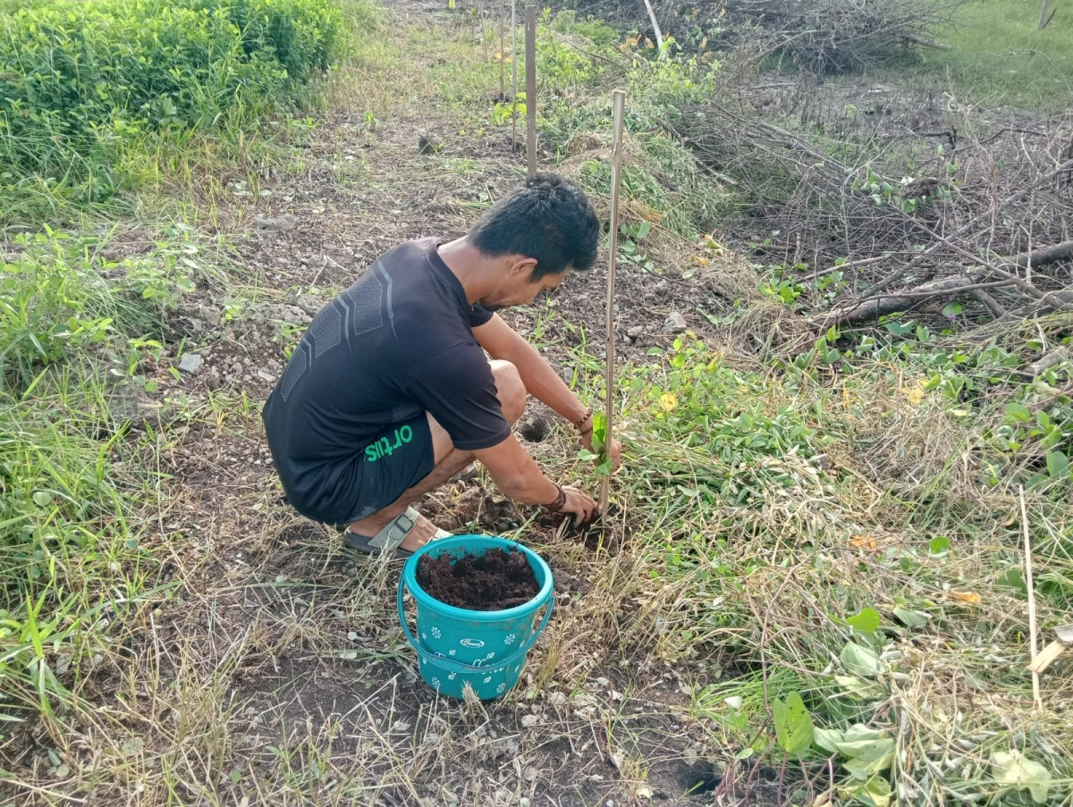 Penanaman bibit pohon tabebuya di Sukawali, Tangerang.