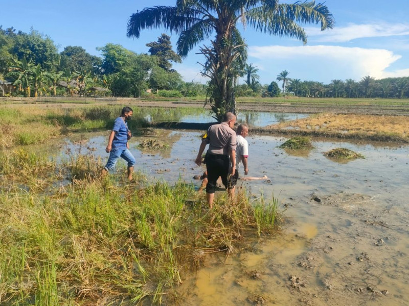 

Mayat Pria Kembali Ditemukan di Desa Tanah Abang Kecamatan Galang



Galang, elbagus.com
Waga Desa Tanah Abang, Kecamatan Galang, Kabupaten Deli Serdang, Provinsi Sumatera Utara, Jumat (17/05/2024) kembali geger atas ditemukannya mayat pria di lahan persawahan di desa tersebut. 
Karena sebelunnya juga ditemukan mayat tanpa identitas di Desa Tanah Abang, tepatnya di sebuah cakrok bekas pos jaga di pinggir jalan Galang - Lubuk Pakam, sekitar dua Minggu lalu.

Mendapat laporan atas ditemukan mayat itu, Polsek Galang Polresta Deli Serdang  langsung turun mengecek guna olah Tempat Kejadian Perkara (TKP) di areal persawahan warga Dusun I Desa Tanah Abang.

Baca Juga: Mayat Tanpa Identitas Ditemukan di Jalan Galang

Kapolsek Galang AKP Henry D Simanjuntak SH saat di komfirmasi awak media ini membenarkan adanya penemuan mayat di areal persawahan warga di Dusun I Desa Tanah Abang.

“Sosok mayat berjenis kelamin laki – laki ditemukan oleh JR Purba, 49 thn, pemilik lahan persawahan yang dikerjakan korban J Peranginangin, 40 thn, Islam, buruh harian lepas, alamat Dusun 1 BS Desa Timbang Deli Kec. Galang, (meninggal dunia )",  kata  Kapolsek.

Masi kata Kapolsek Galang menjelaskan, diduga korban mengidap penyakit epilepsi /ayan saat korban bekerja di persawahan penyakit kambuh dan terjatuh telungkup di persawahan (TKP)

“Korban tadinya bekerja di persawahan tersebut, bekerja membersihkan areal persawahan milik saksi JR Purba Mendapat informasi tersebut personil Polsek Galang langsung ke TKP, dan menemukan mayat seorang laki laki yg kondisi tubuh telungkup di persawahan yg berair”, terang’ Kapolsek Galang

Pantauan Awak Media di lokasi Sekira pkl. 09.30 Wib, istri korban tiba di TKP selanjutnya korban dievakuasi degan Kendaraan mobil ambulance ke Puskesmas Galang.

Sekira pkl. 10.45 Wib, personil Inafis Polresta Deli Serdang tiba di Puskesmas Galang, dan dilakukan visum luar terhadap jenazah korban Sekira pkl. 11.20 Wib pemeriksaan visum luar oleh Inafis Polresta Deli Serdang selesai dilaksanakan, selanjutnya jenazah korban dibawa ke rumah duka (rumah abg korban ) di Dusun 1 Desa Timbang Deli Kecamatan Galang. (01/El))