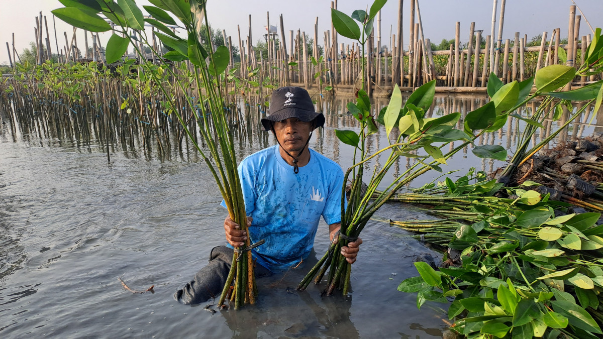 Penanaman mangrove di Tambakrejo.jpg